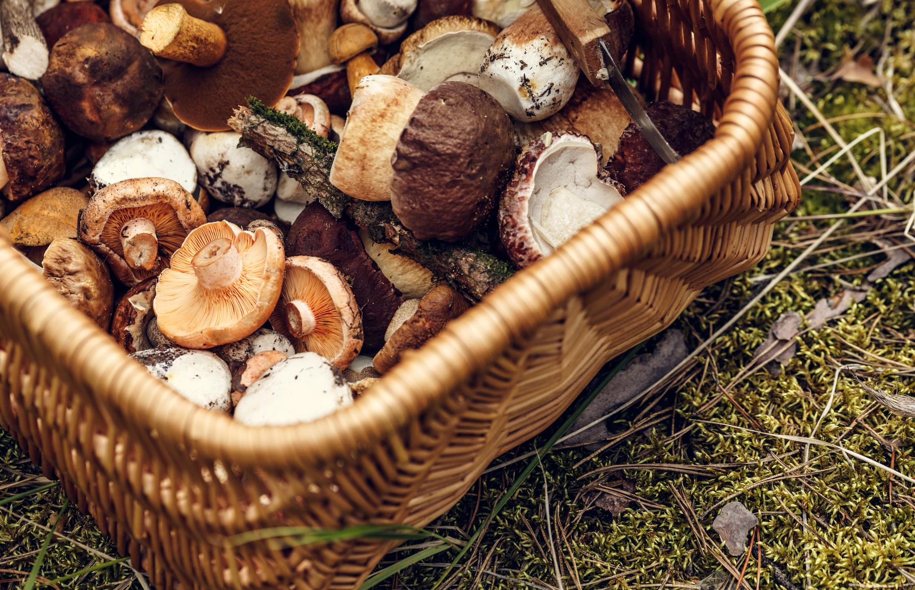 Wild mushrooms 